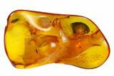 Detailed Fossil Fly (Diptera) In Baltic Amber #135059-1